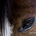 Race Horse Closeup