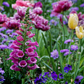 Wild Flowers