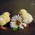 Chicks Series - Yellow Chicks with Flower